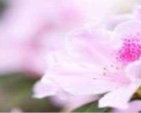 小叶杜鹃花怎么养