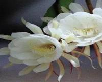 昙花的吃法和功效