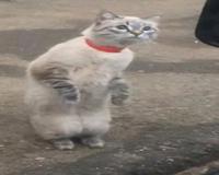 什么猫两条腿