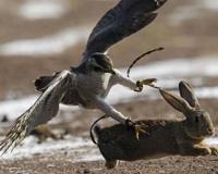 “不见兔子不撒鹰”是什么意思？