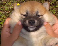 男生经常说“让我rua一下”的“rua”是什么意思