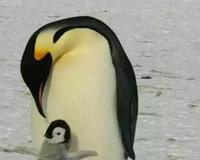 10大最独特的南极动物