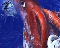 10大最独特的南极动物