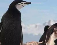 10大最独特的南极动物