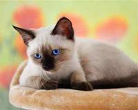 世界上最小的猫是什么