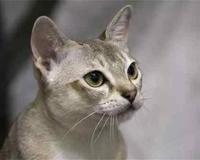 世界上最小的猫是什么