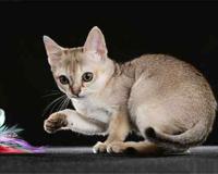 世界上最小的猫是什么