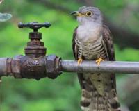 十大最恐怖的鸟已灭绝