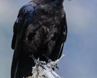 十大最恐怖的鸟已灭绝