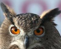 十大最恐怖的鸟已灭绝