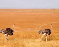 十大最恐怖的鸟已灭绝