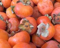 柿子的营养价值和功效