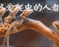 带你问候死神的全家 最危险的蛇 曼巴四兄弟全解