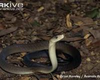 带你问候死神的全家 最危险的蛇 曼巴四兄弟全解