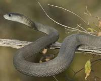 带你问候死神的全家 最危险的蛇 曼巴四兄弟全解