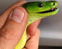 带你问候死神的全家 最危险的蛇 曼巴四兄弟全解