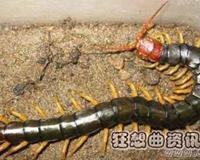 巨型蜈蚣吃掉毒蛇过程视频