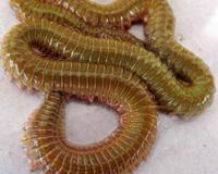 巨型蜈蚣吃掉毒蛇过程视频