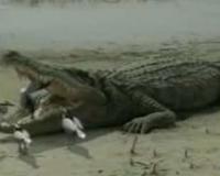 辟谣 鳄鱼与牙签鸟的真相