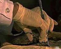 月球三眼女尸是真的吗