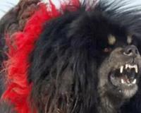 鬼獒VS青狼獒哪个更厉害