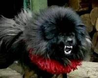 鬼獒VS青狼獒哪个更厉害