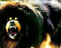 鬼獒VS青狼獒哪个更厉害