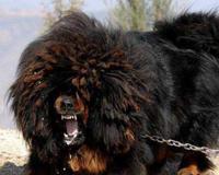 鬼獒VS青狼獒哪个更厉害