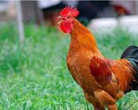 早上公鸡为什么固定时间打鸣