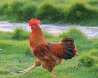 早上公鸡为什么固定时间打鸣