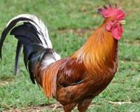 早上公鸡为什么固定时间打鸣