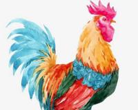 早上公鸡为什么固定时间打鸣