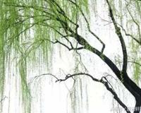 古今贤文（劝学篇） 古今贤文劝学篇