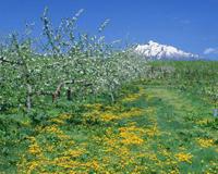 庚寅是什么意思