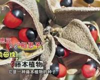 相思豆有毒是真的吗？ 相思豆有毒