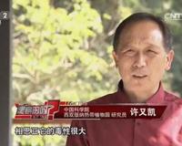 相思豆有毒是真的吗？ 相思豆有毒