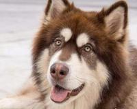 打架最厉害的狗前十名