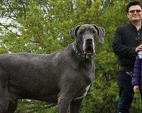 打架最厉害的狗前十名