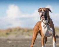 打架最厉害的狗前十名