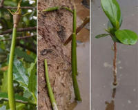 汇总种子的传播方式 十种种子传播方法