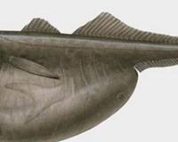 外表最恐怖的10大水下生物