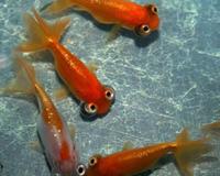 外表最恐怖的10大水下生物