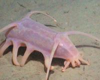 外表最恐怖的10大水下生物