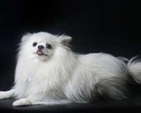 博美多少钱一只 博美犬的一般价格