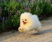 博美多少钱一只 博美犬的一般价格