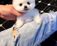 博美多少钱一只 博美犬的一般价格