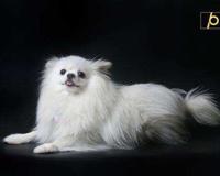 博美多少钱一只 博美犬的一般价格