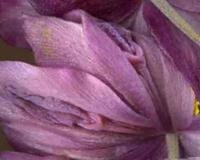 女人十大名器真人图解