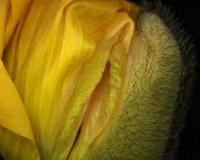 女人十大名器真人图解