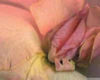 女人十大名器真人图解